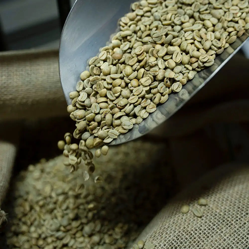 green-coffee-beans-supplier-caamo-coffee